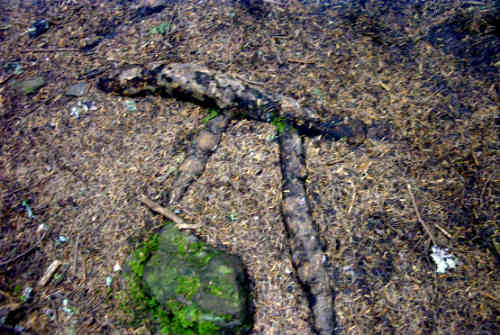 Pi roots