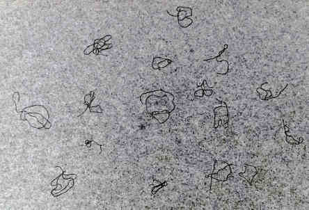HAEL YGGS SCRIPT